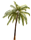 palm tree