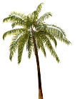 palm tree
